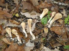 Клавариадельфус-пестичный_Абрау